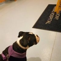Harmony Animal Hospital: Epple W N DVM ico