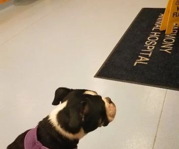 Harmony Animal Hospital: Epple W N DVM