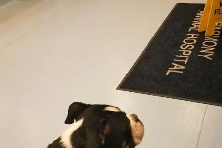 Harmony Animal Hospital: Epple W N DVM
