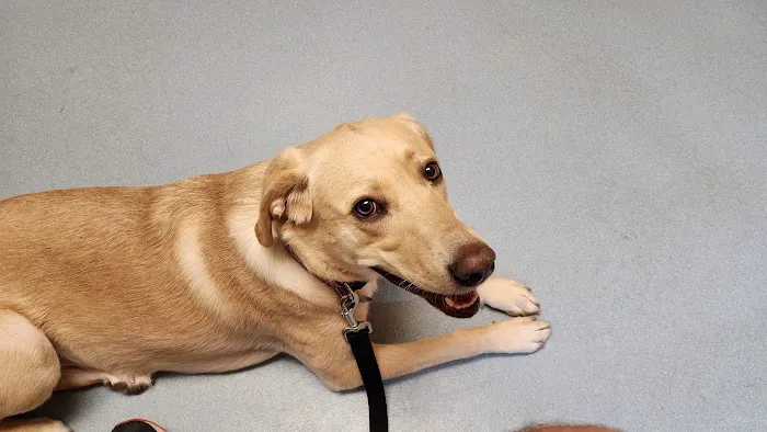 Harmony Animal Hospital: Epple W N DVM 12