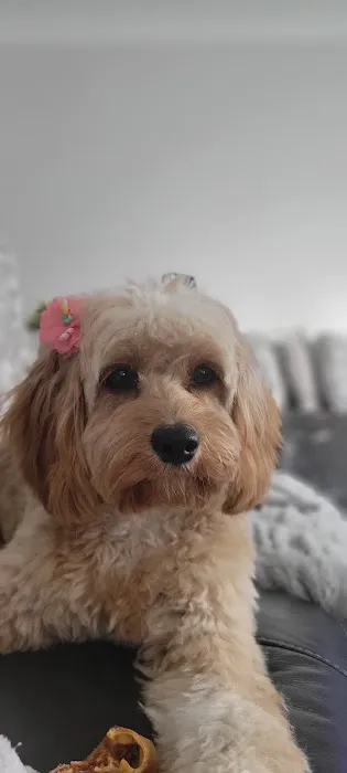 The Puppy Place 12
