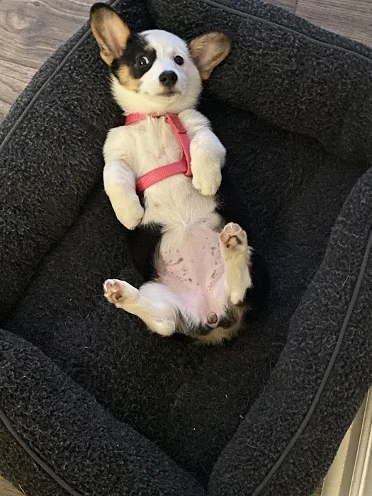 The Puppy Place 12