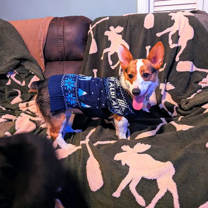 The Puppy Place 12