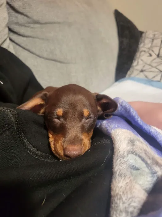 The Puppy Place 12