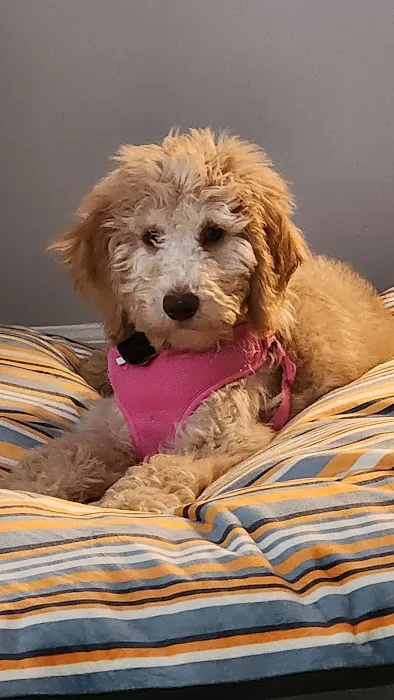 The Puppy Place 12