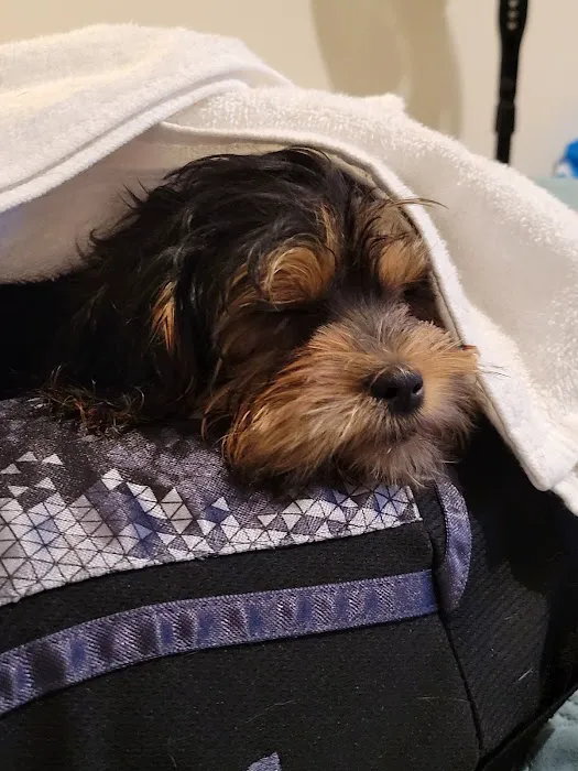The Puppy Place 12