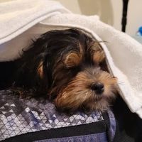The Puppy Place ico