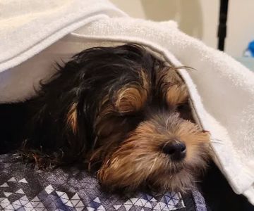 The Puppy Place