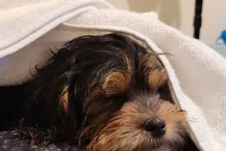 The Puppy Place