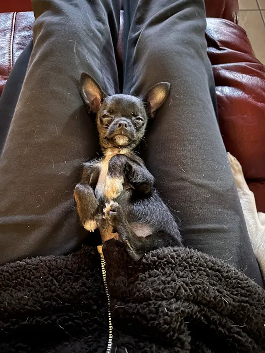 The Puppy Place 12
