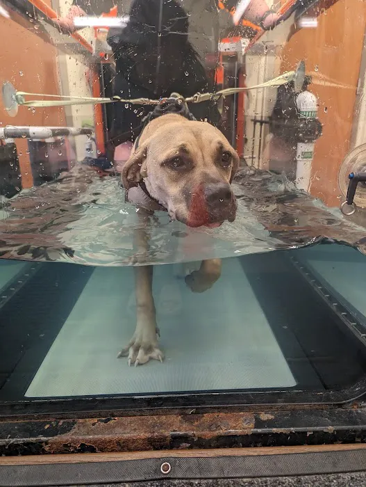 Animal Therapy Center 12
