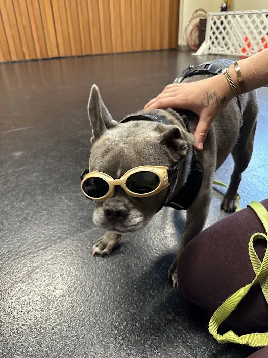Animal Therapy Center 12
