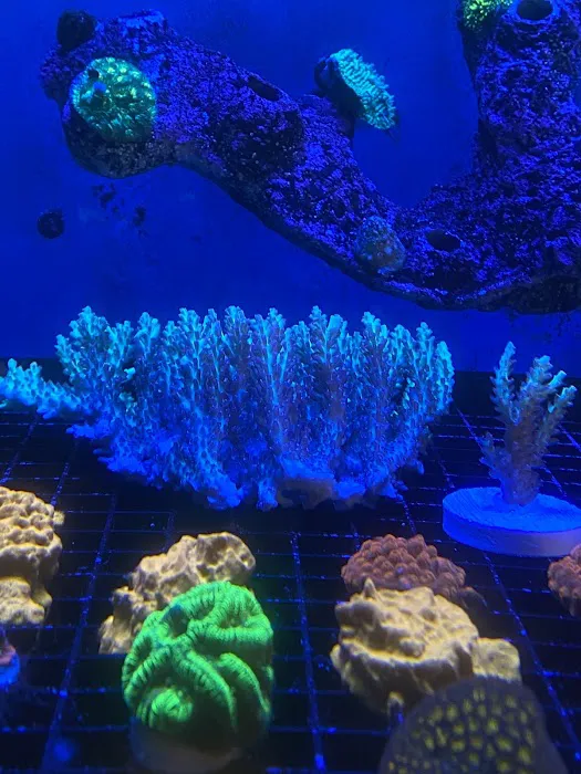 Zac's Reef 12