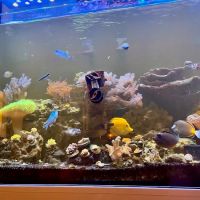 Zac's Reef ico