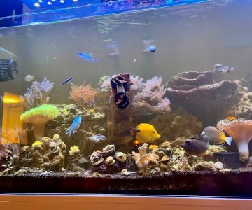 Zac's Reef