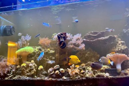 Zac's Reef