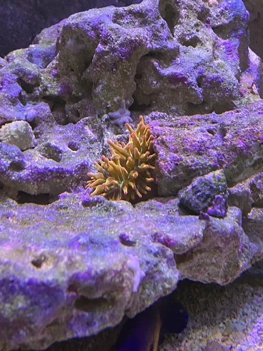 Zac's Reef 12