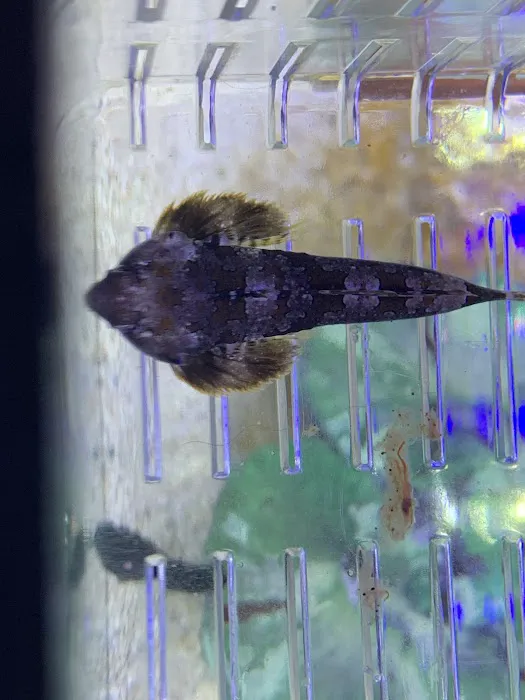 Zac's Reef 12