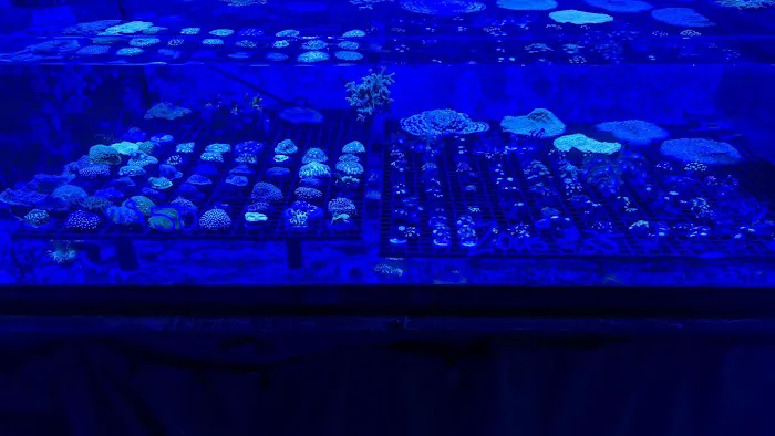 Zac's Reef 12