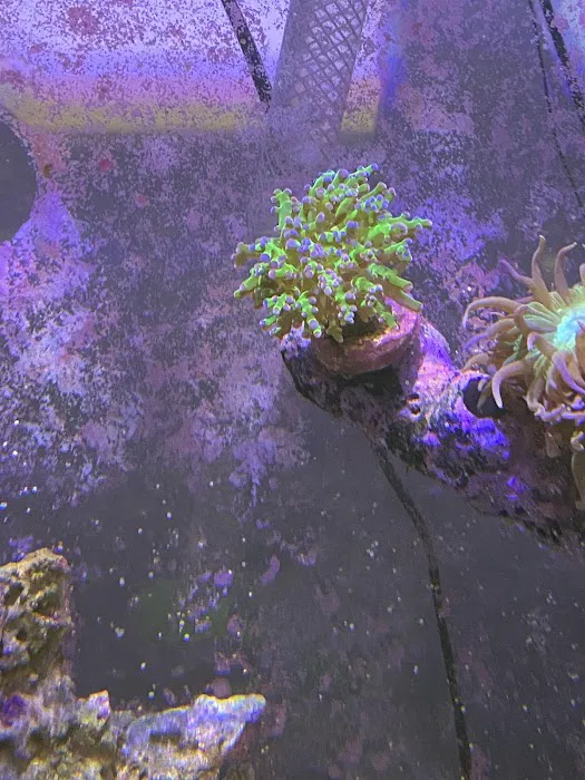Zac's Reef 12