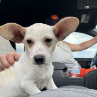 The Puppy Patch LLC ico
