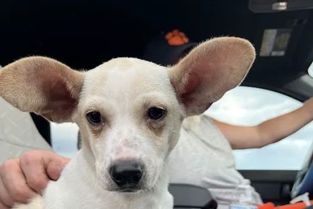 The Puppy Patch LLC