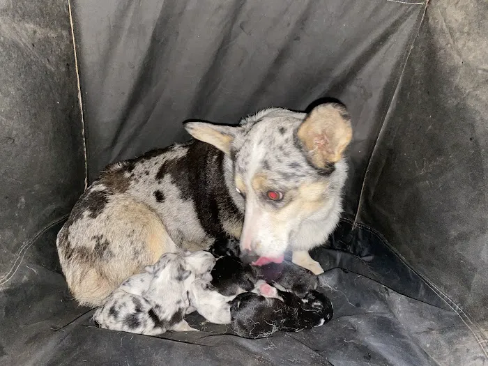 The Puppy Patch LLC 12