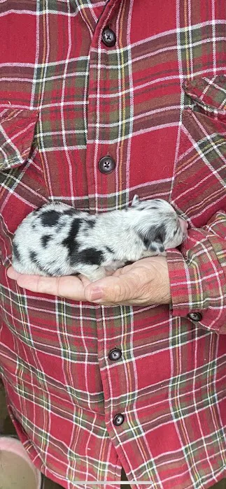 The Puppy Patch LLC 12