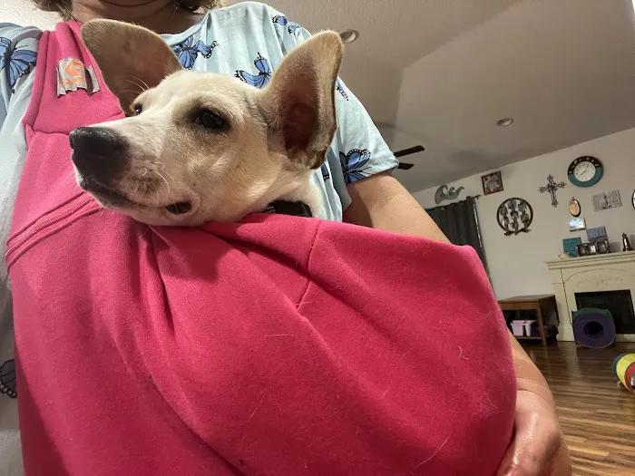 The Puppy Patch LLC 12