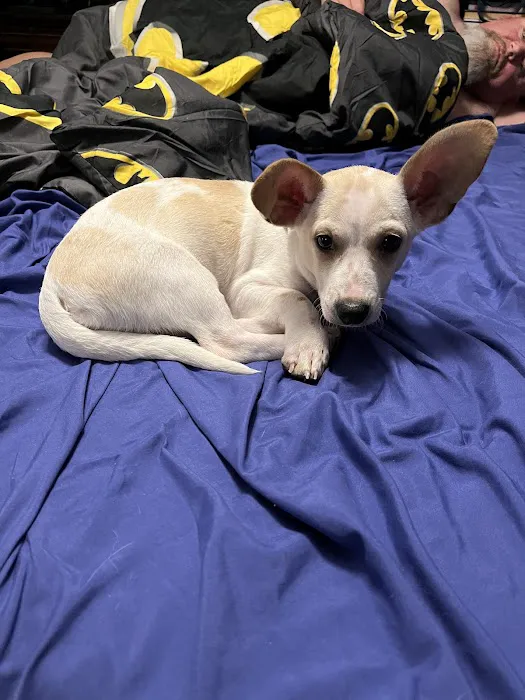 The Puppy Patch LLC 12
