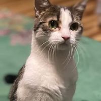 Dr. Karen's Critter Care ico