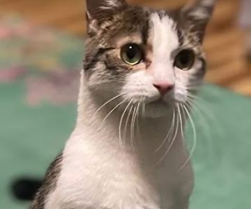 Dr. Karen's Critter Care