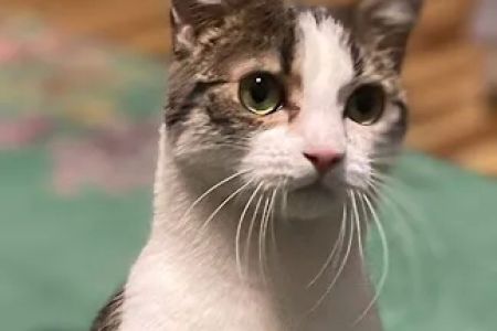 Dr. Karen's Critter Care
