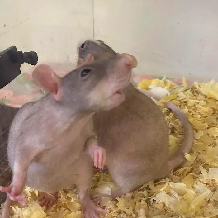 Two Guyz Pet Shop 12