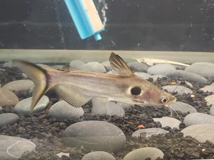 Two Guyz Pet Shop 12