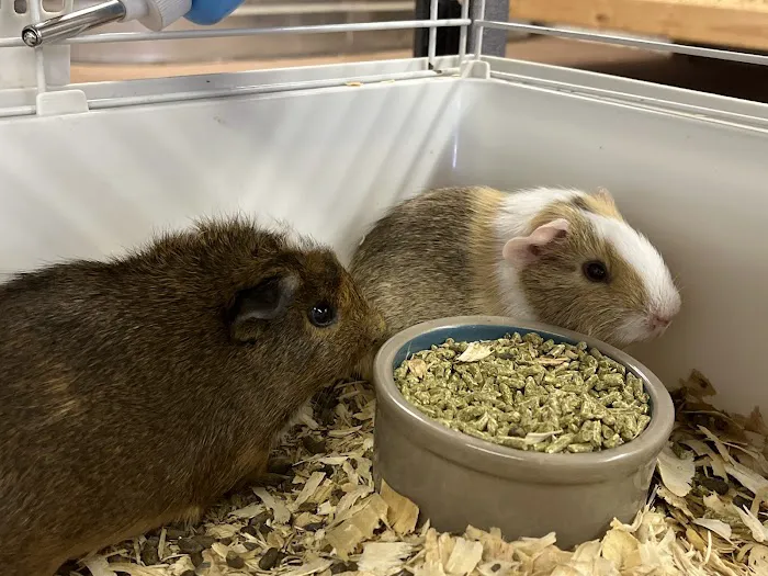 Two Guyz Pet Shop 12