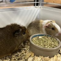 Two Guyz Pet Shop ico