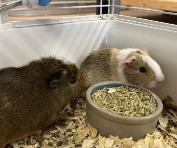 Two Guyz Pet Shop