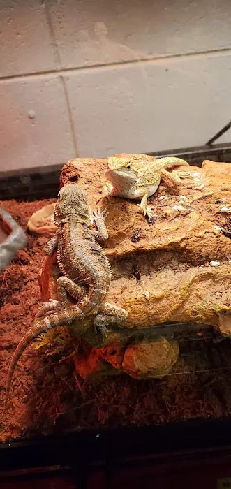 Two Guyz Pet Shop 12