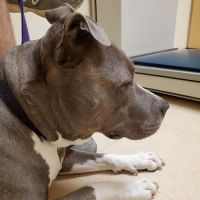 Valley Central Veterinary Referral and Emergency Center ico