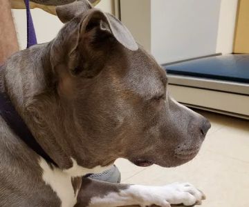 Valley Central Veterinary Referral and Emergency Center