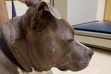Valley Central Veterinary Referral and Emergency Center