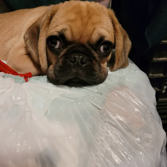 Vetco Vaccination Clinic 12