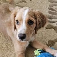 Greentown Animal Hospital ico