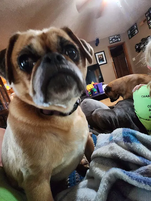 Greentown Animal Hospital 12