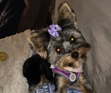 Mcbrea Kennels Supplies and More