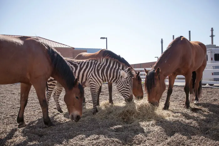 Purdue University Equine Hospital 12