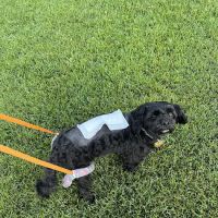 Purdue University Small Animal Hospital ico