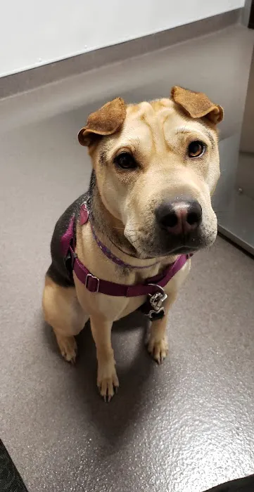 Creekside Animal Hospital 12