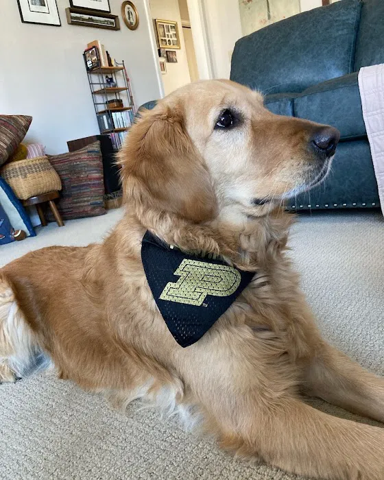 Pets and Vets as Partners 12